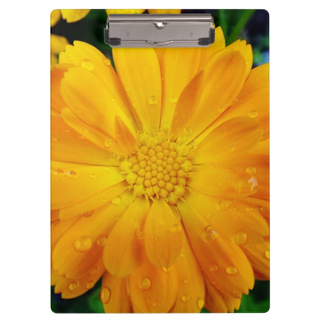 hübsche volle Blüte Sommer gelb blauen Blume. Klemmbrett (Vorderseite)