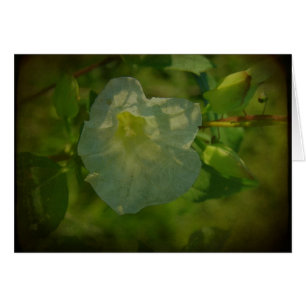 Hübsche weiße Blume