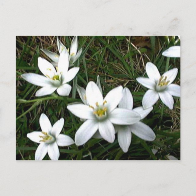 Hübsche weiße Blume Postkarte (Vorderseite)