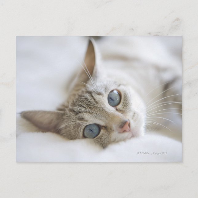 Hübsche weiße Katze mit blauen Augen auf einem Sof Postkarte (Vorderseite)