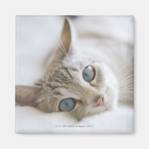 Hübsche weiße Katze mit den blauen Augen, die au Magnet