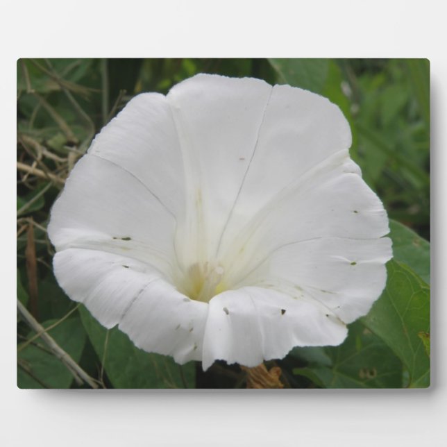 Hübsche Weiße Konvolvulus Blume Plaque Fotoplatte (Vorderseite)