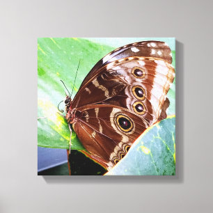 hübscher Augenschmetterling, braun, bräunlich Leinwanddruck