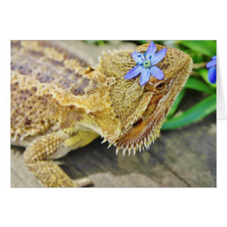 Hübscher Bartdrache