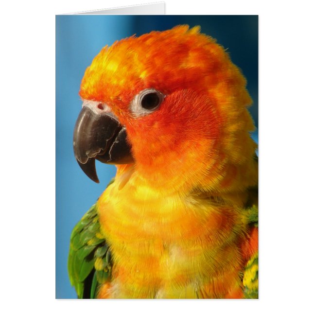 Hübscher Bird (Vorne)