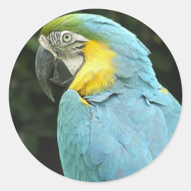 Hübscher Bird Runder Aufkleber (Vorderseite)
