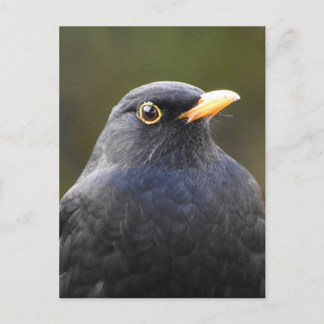 Hübscher Blackbird Postkarte (Vorderseite)