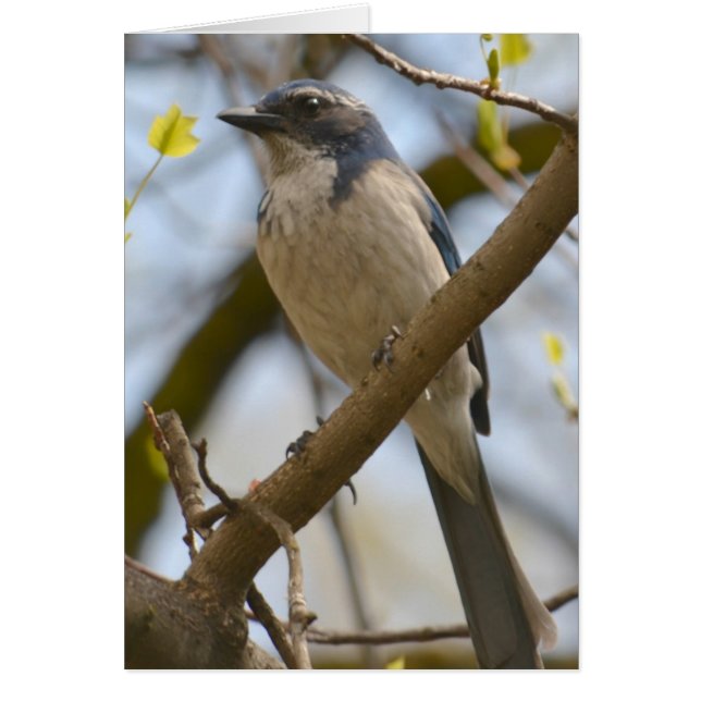 Hübscher Blauer Bird (Vorne)