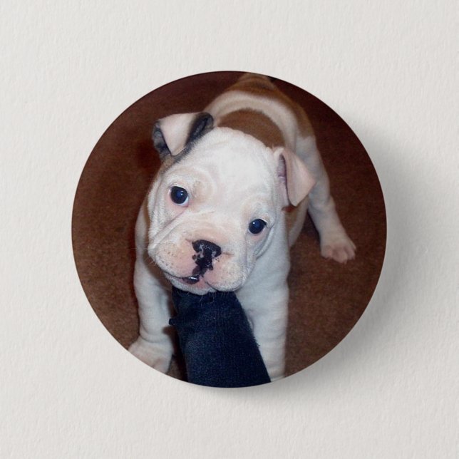 Hübscher Bulldogge Pinback Knopf Button (Vorderseite)