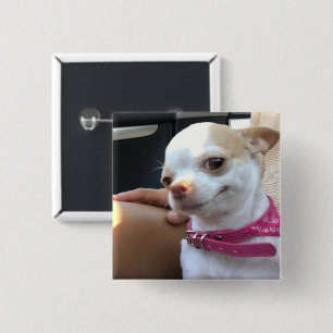 Hübscher Chihuahua Dog Meme Button Button