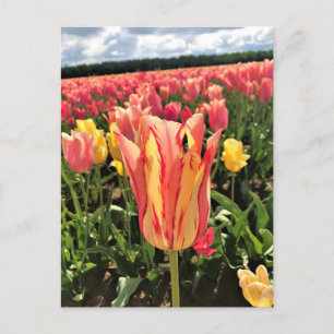 Hübscher Frühlingsstift, Oregon Postkarte