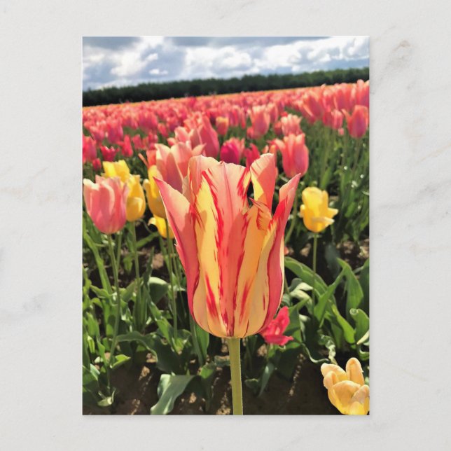 Hübscher Frühlingsstift, Oregon Postkarte (Vorderseite)