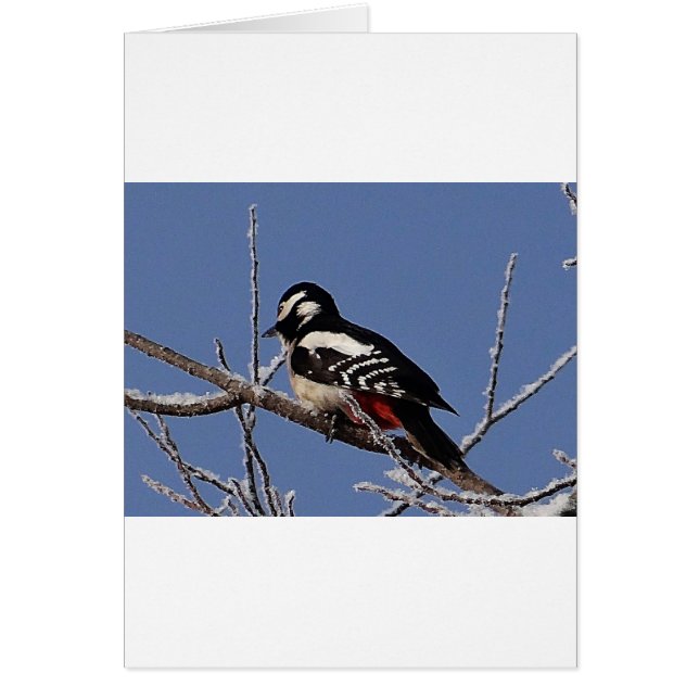 Hübscher gepunkteter Spechte (Vorne)