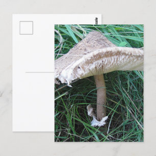 Hübscher großer Pilz Postkarte