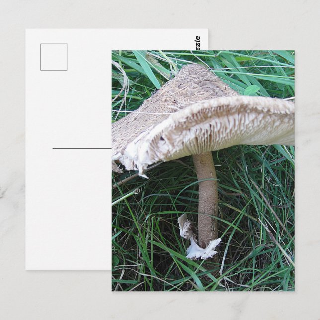 Hübscher großer Pilz Postkarte (Vorne/Hinten)