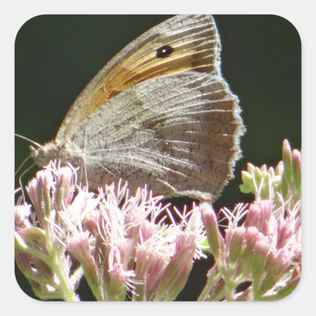 Hübscher Großschmetterling Quadratischer Aufkleber (Vorderseite)