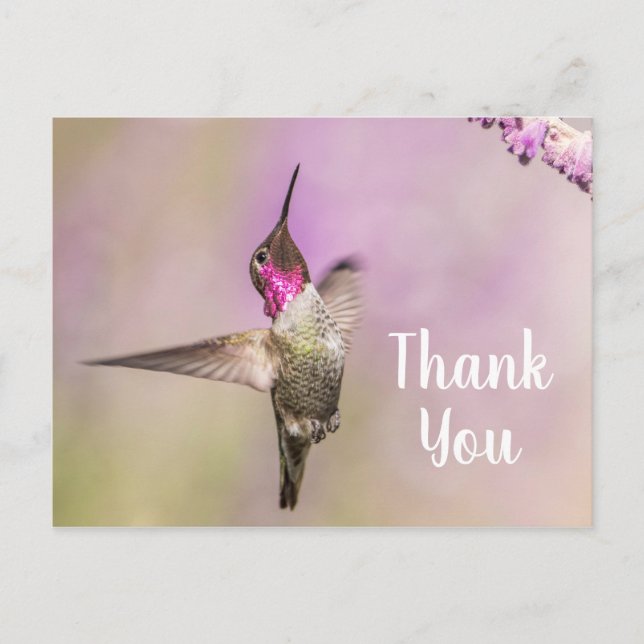 Hübscher Hummingbird, der Ihnen dankt Postkarte (Vorderseite)
