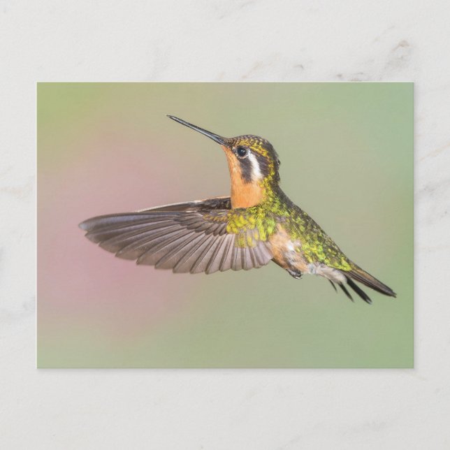 Hübscher Hummingbird Postkarte (Vorderseite)