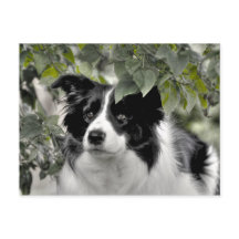 Hübscher Hund in Grünwald