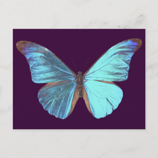 Hübscher Iridescent Blue Butterfly Postkarte