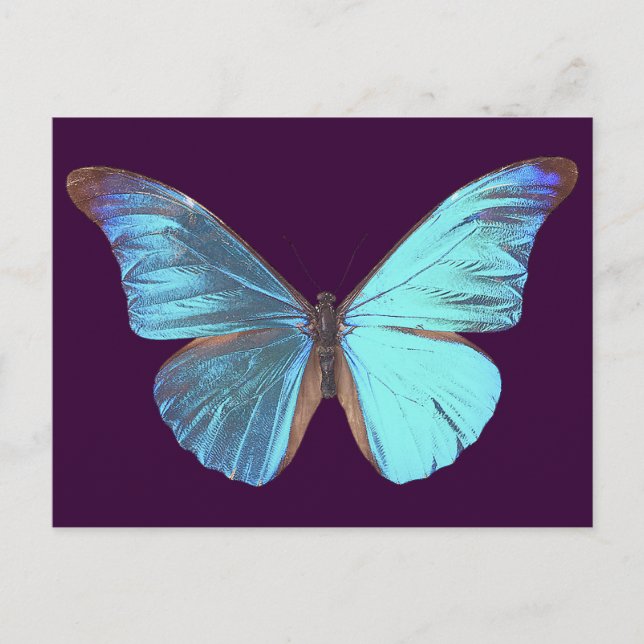 Hübscher Iridescent Blue Butterfly Postkarte (Vorderseite)