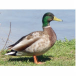 Hübscher Junge Freistehende Fotoskulptur<br><div class="desc">Männliche Stockentenente</div>