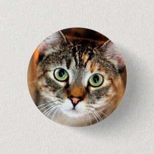 Hübscher Kitty-Katzen-Knopf Button