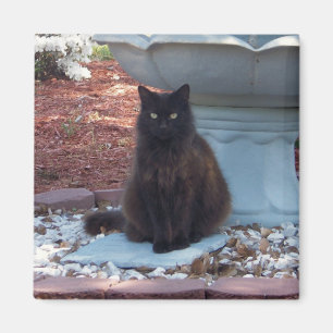 Hübscher Kitty-Magnet Magnet