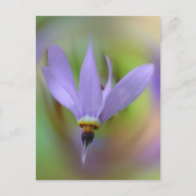Hübscher Lavendel Lila Blume Postkarte (Vorderseite)