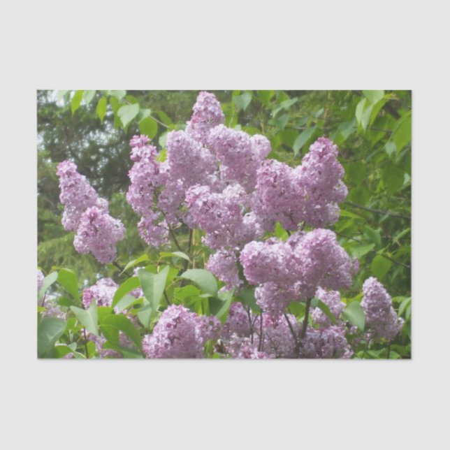Hübscher Lilac Bush Seidenpapier (Vorderseite)