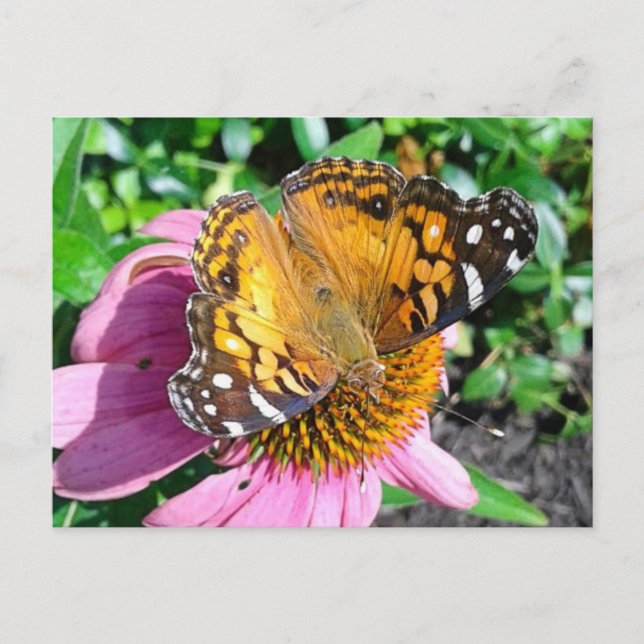 Hübscher Monarch Butterfly Postkarte (Vorderseite)