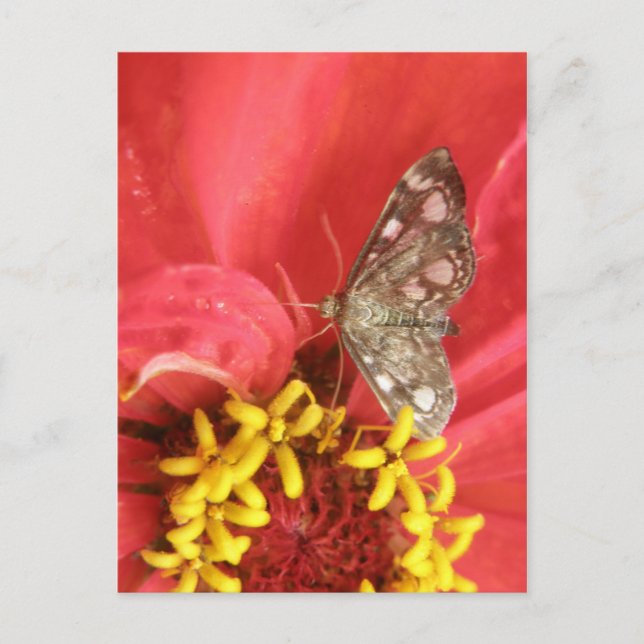 Hübscher Moth auf der roten Blume Postkarte (Vorderseite)