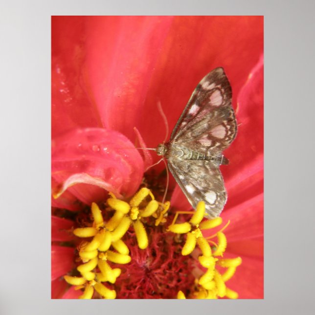 Hübscher Moth auf Red Blume Print Poster (Vorne)
