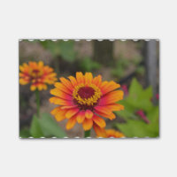 Hübscher orange Zinnia