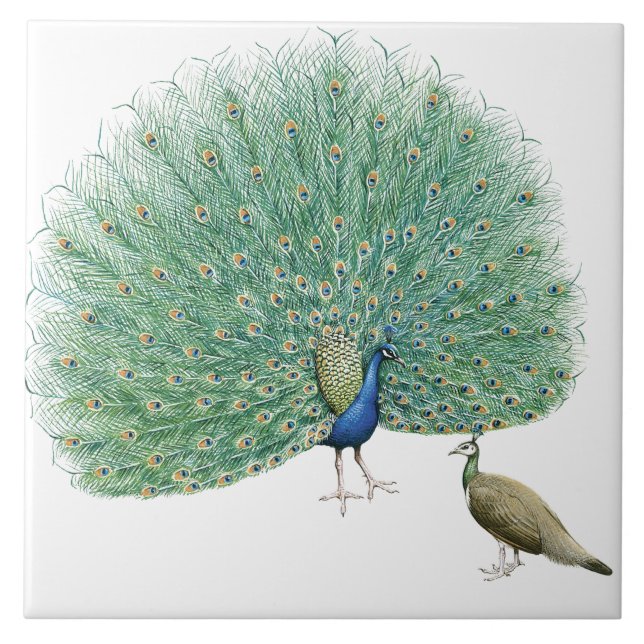 Hübscher Pfau Fliese (Vorderseite)