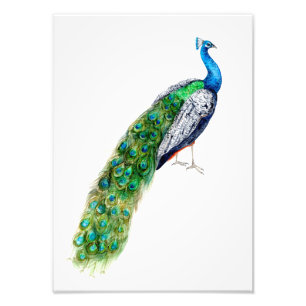 Hübscher Pfau Fotodruck