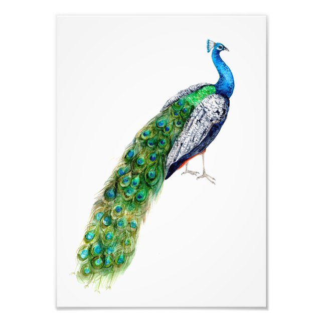 Hübscher Pfau Fotodruck (Vorne)