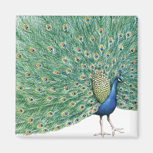 Hübscher Pfau Magnet