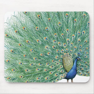 Hübscher Pfau Mousepad