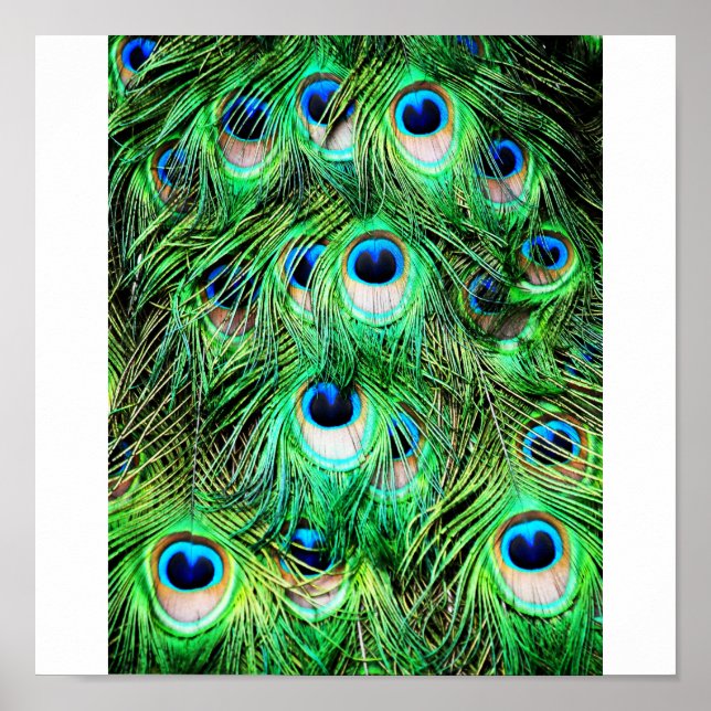 Hübscher Pfau Poster (Vorne)