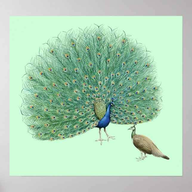 Hübscher Pfau Poster (Vorne)