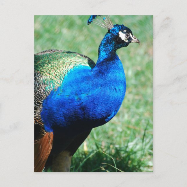Hübscher Pfau Postkarte (Vorderseite)