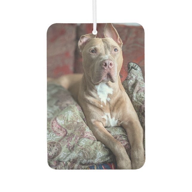 Hübscher Pit Bull Autolufterfrischer (Vorderseite)