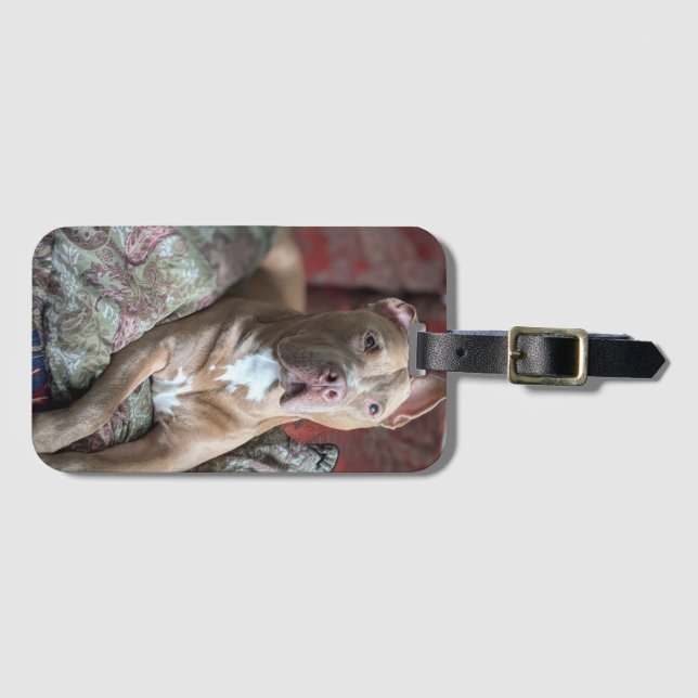Hübscher Pit Bull Gepäckanhänger (Vorderseite (Horizontal))