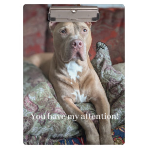 Hübscher Pit Bull Klemmbrett