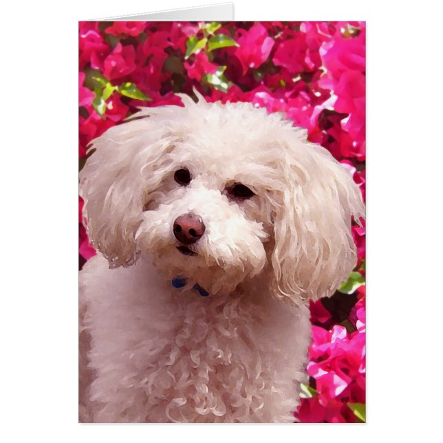 Hübscher Pudel (Vorne)