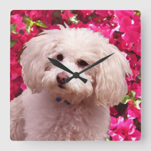 Hübscher Pudel Quadratische Wanduhr