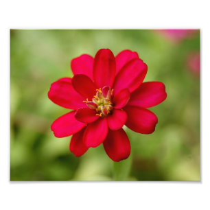 Hübscher rosa photographischer Druck der