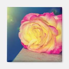Hübscher Rosa Rosa im Blut Magnet