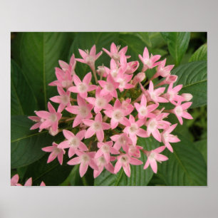 Hübscher rosa tropischer Blumen Druck Poster